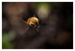 Bombylius major