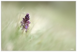 Sortie des herbes