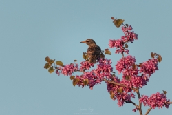 L'arrivée du printemps