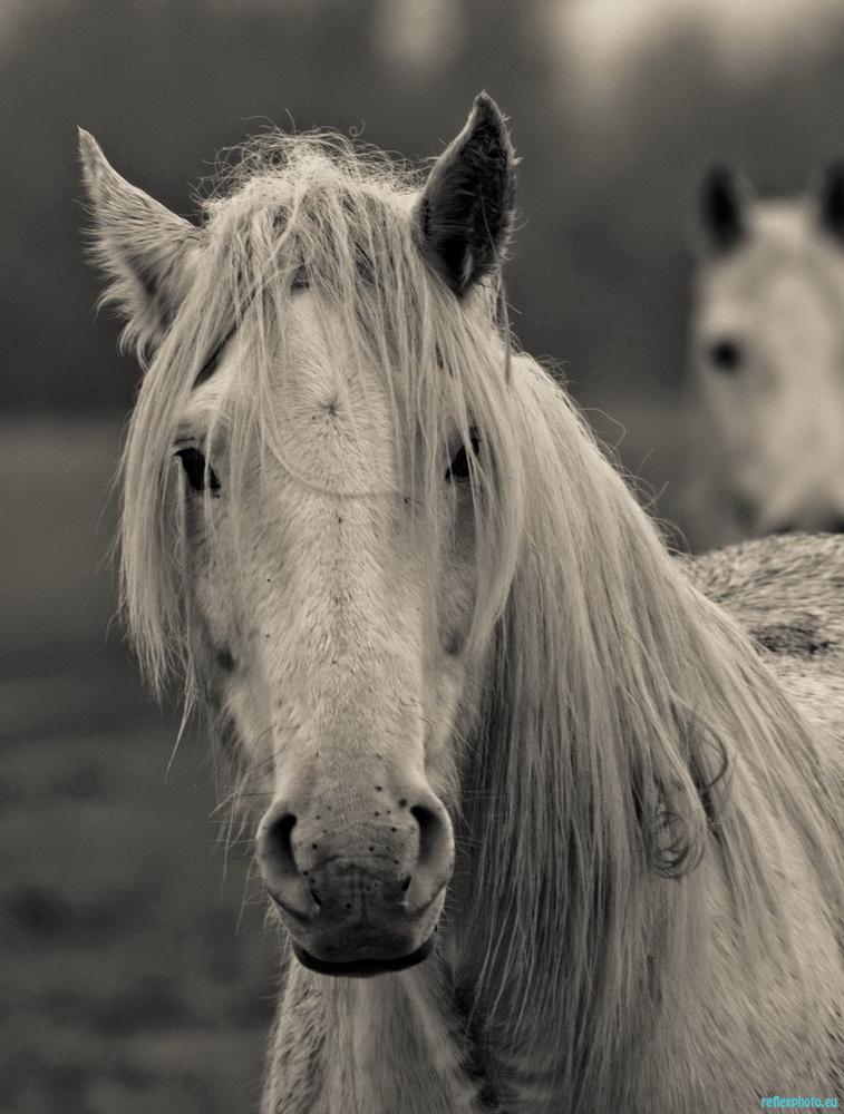 Le Camarguais