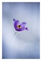 Pulsatilla