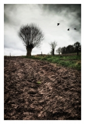 Des racines et des ailes...