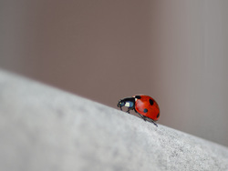 Photo d’inscription N°1 - Coccinelle.jpg