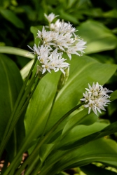 ail des ours