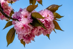 fleurs des arbres II