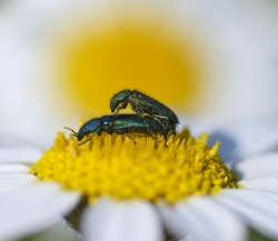 Couple de Dasytes caeruleus