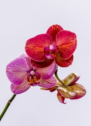 orchidée