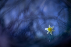 les sombres sous bois