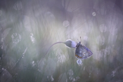 Azuré du matin