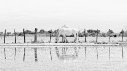 Le reflet