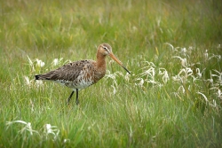 Dans les polders...