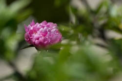 Pivoine du jardin