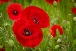coquelicots