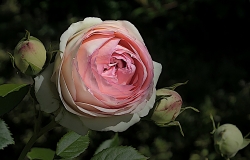 Roses comme je les aime