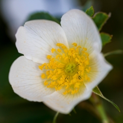 Fleur d'églantier