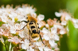 Trichius fasciatus