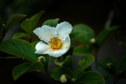 Fleur de Seringat