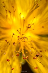 Pistil