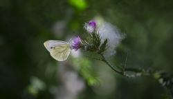 Le chardon bonbon...