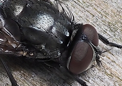 Une petite mouche