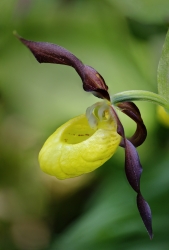 Sabot de Venus