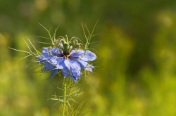 Nigelle de Damas, de mon jardin