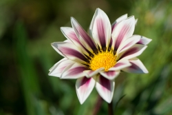 Gazania