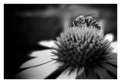 De fleur en fleur...