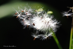 Petite brise
