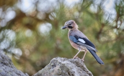 Le Geai des chênes