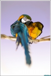 Ara