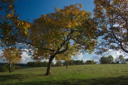 Le noyer