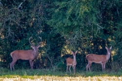 Une petite famille