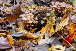 sous bois en automne
