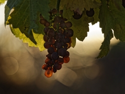 Futures vendanges tardives ...