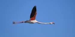 Le concorde camarguais