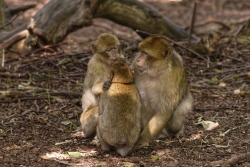 Les macaques ...