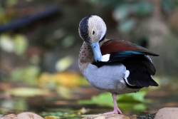 Un canard...