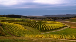 Vignes d'automne