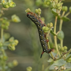 Renversant