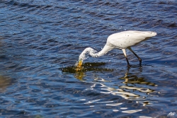 à la pêche