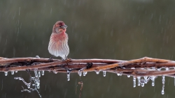 Misère c'est l'hiver!