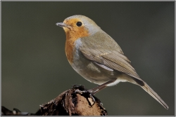 Rouge-gorge