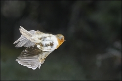Rouge-Gorge petite bombe de plumes
