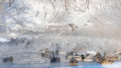 Un froid de canards.
