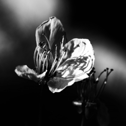 Noir et blanc