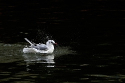 Les abblutions  d'une mouette