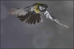 test oiseaux aux flashs