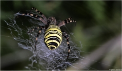 argiope frelon