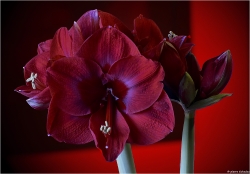 amaryllis